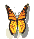 Home. orange butterfly